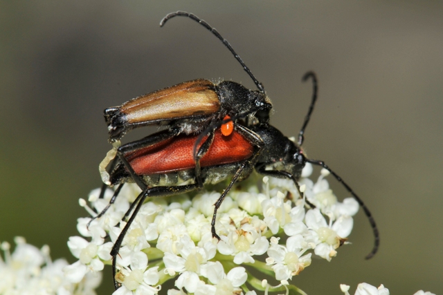 ID coppia di Coleoptera (Anastrangalia sanguinolenta)